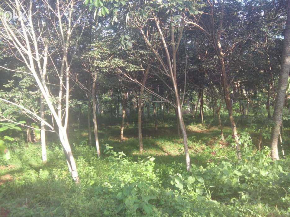 30 Cent Rubber Plot for Sale CVR Puram Road, Kottamom , Thiruvananthapuram