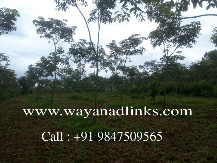 3 Acre Rubber Plantation Plot for sale at Kenichira, Wayanad