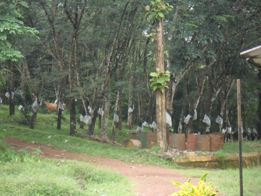 10 Cents Plots for Sale in Kuzhimattom, Kottayam