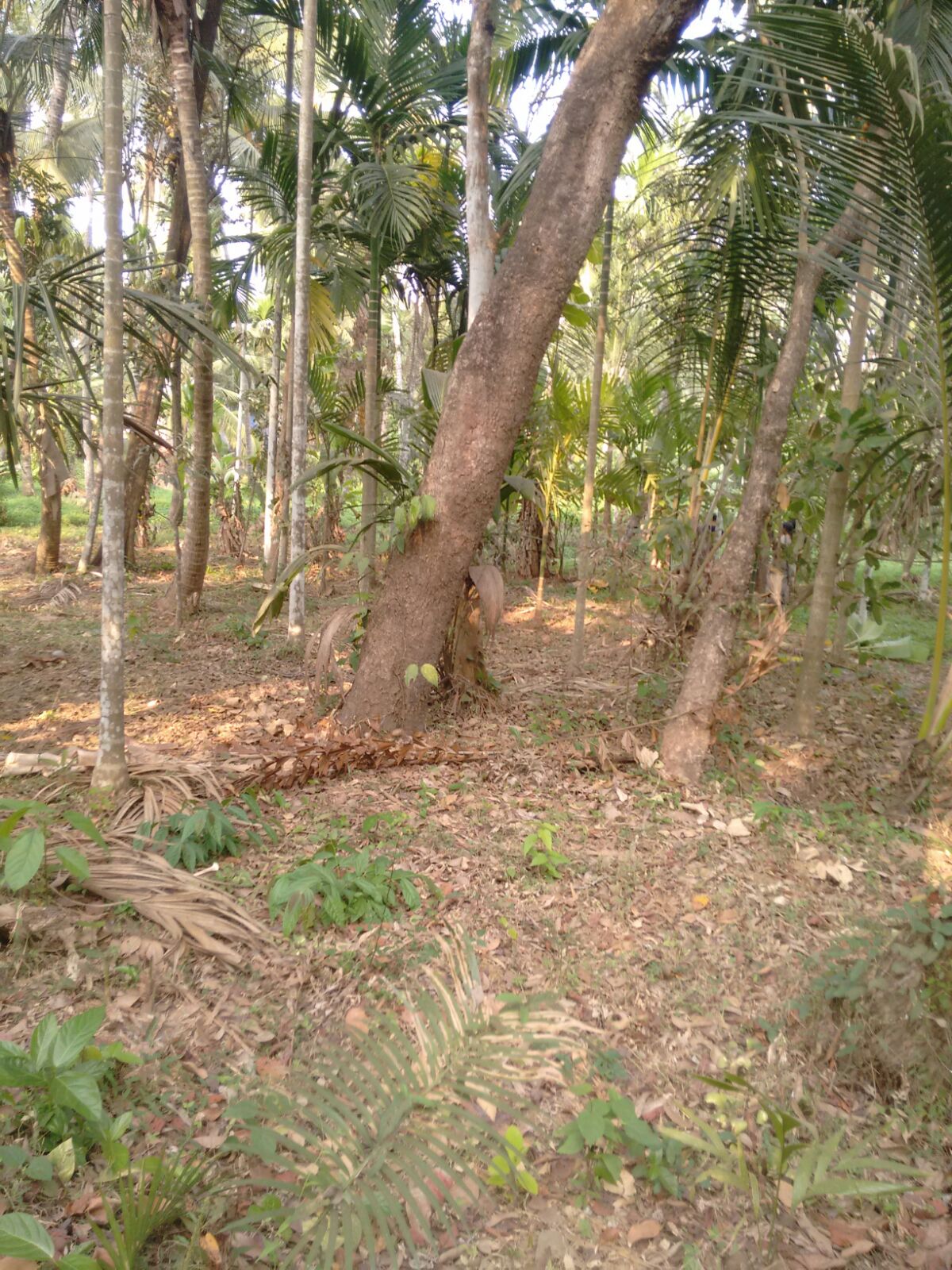 9.5 Cent Housing Plot for Sale Near Ayyappa Madom on Thalassery – Kuthuparamba road