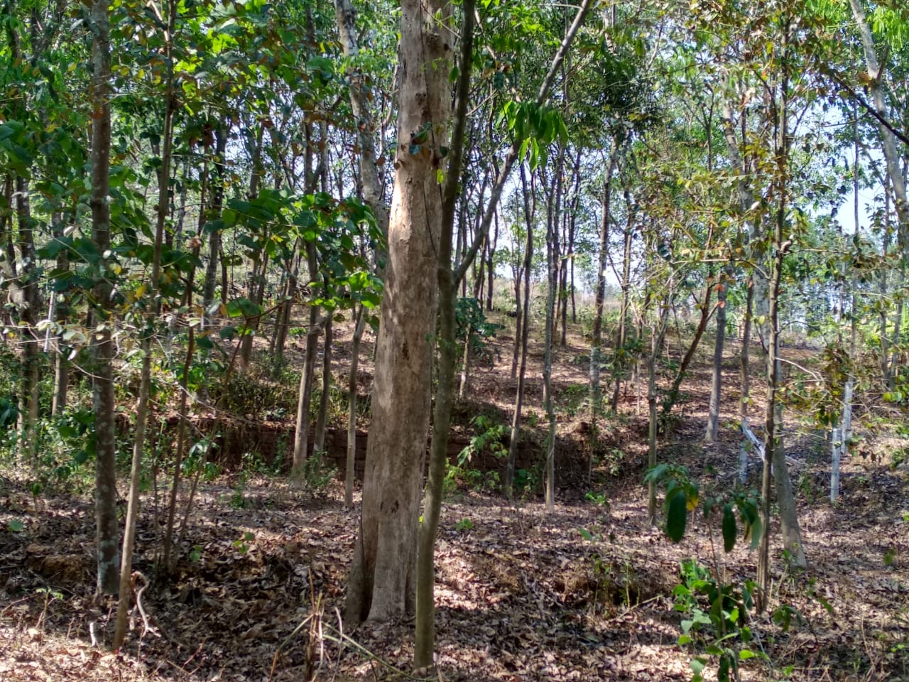 140 cents of land for sale in Peppathy (Veliyanad), near Arakunnam in Ernakulam District