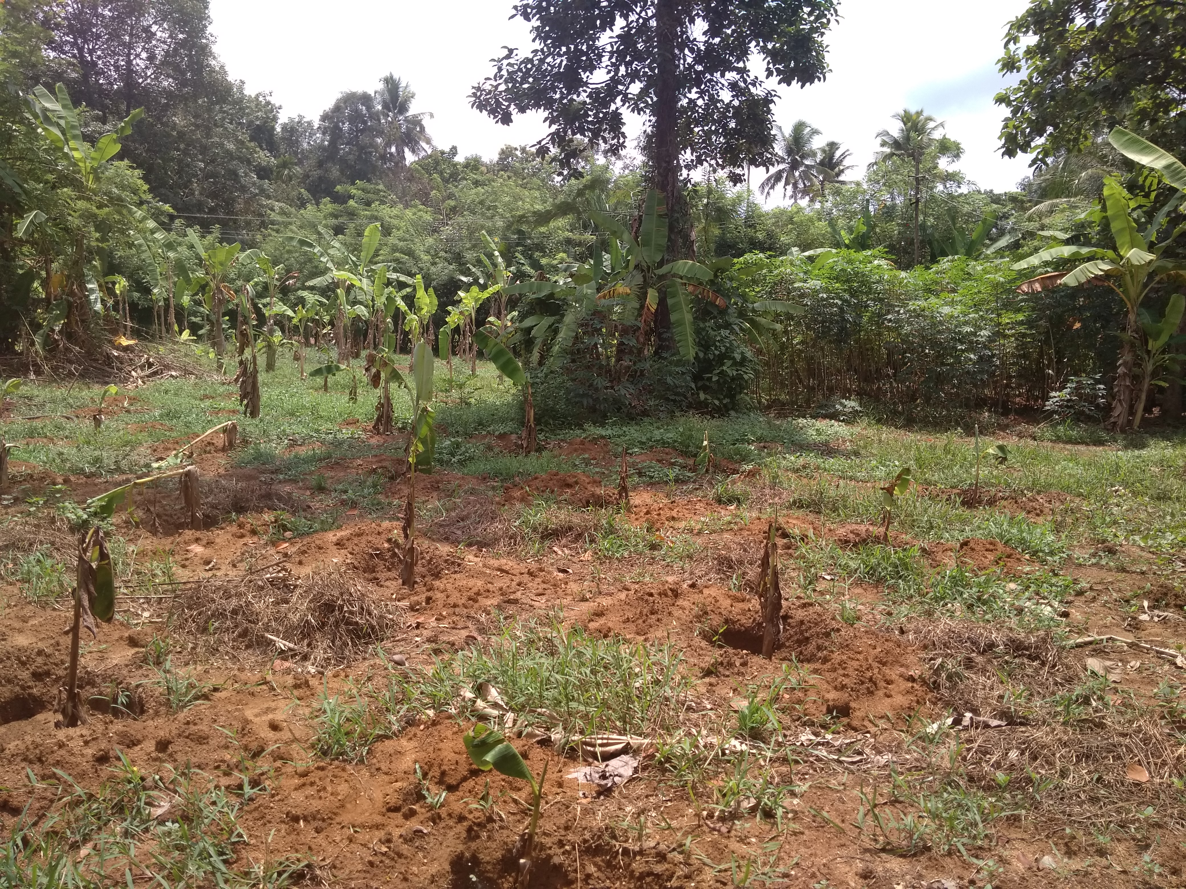 Plot for urgent sale at Edavattom, Maravanthuruthu, Kerala, India