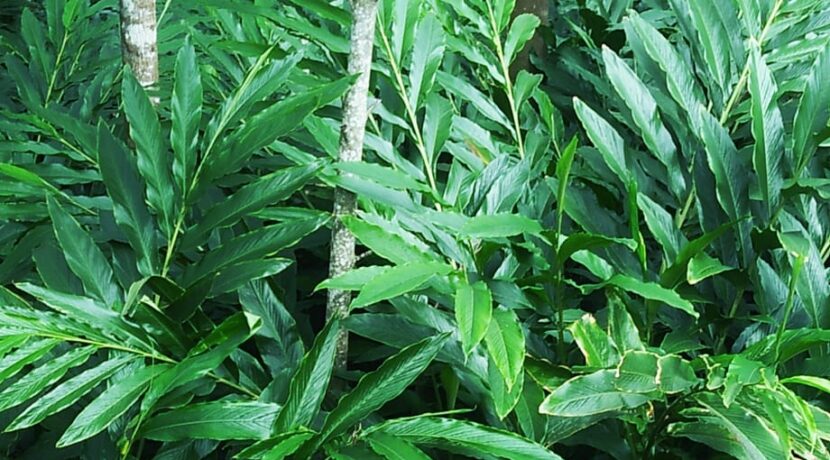 WhatsApp Image 2020-11-04 at 11.27.03 AM