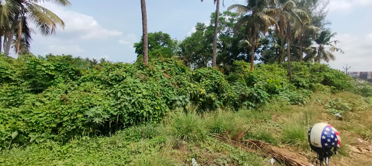 Nadathara Comm. Land 134 cent 14.50 L 2