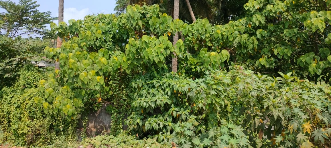 Nadathara Comm. Land 134 cent 14.50 L 4